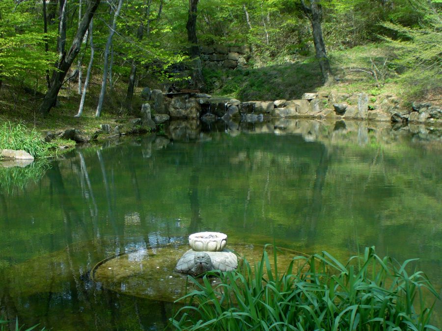 exotic foliage around a pond