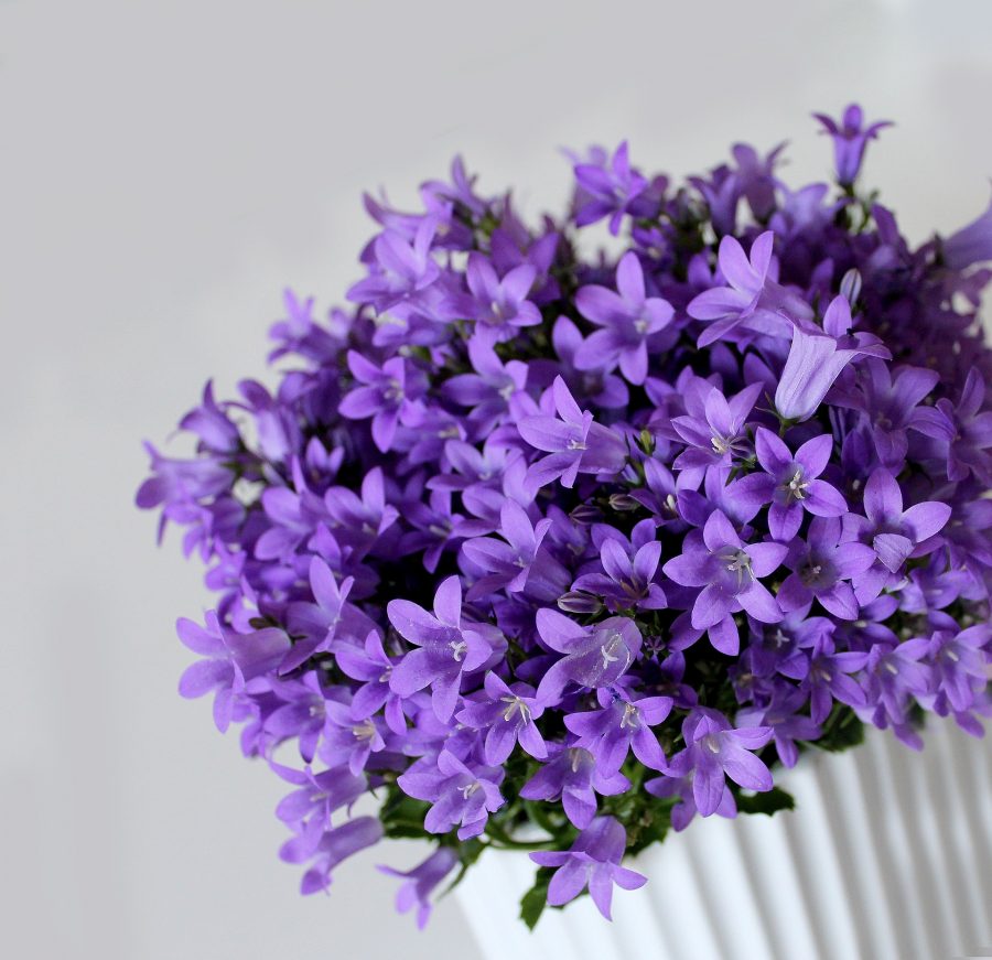 a house plant that will help give a house a fresh green smell