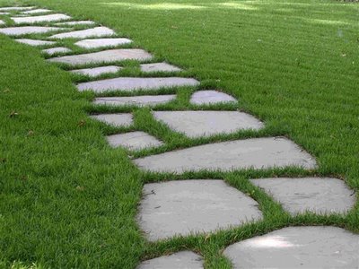winding path in the backyard