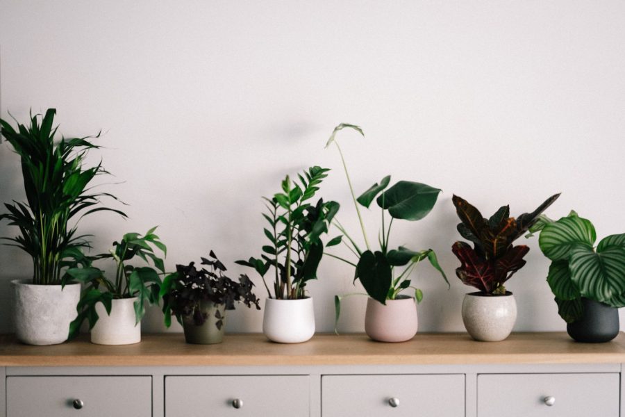 Green Plants In White Ceramic Pots