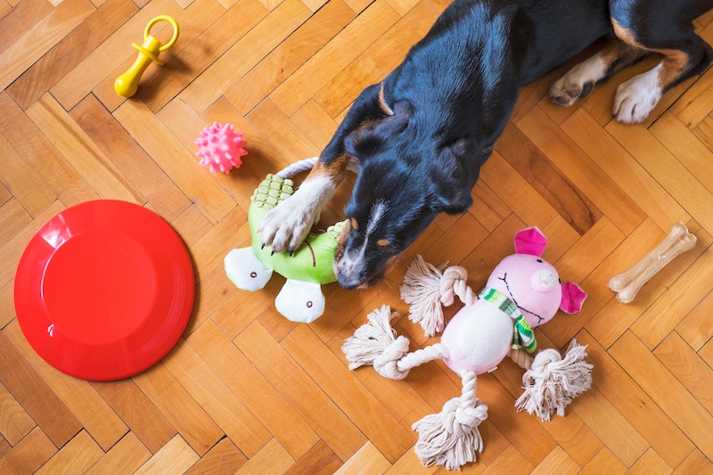 Dog Laying on Floor With Toys