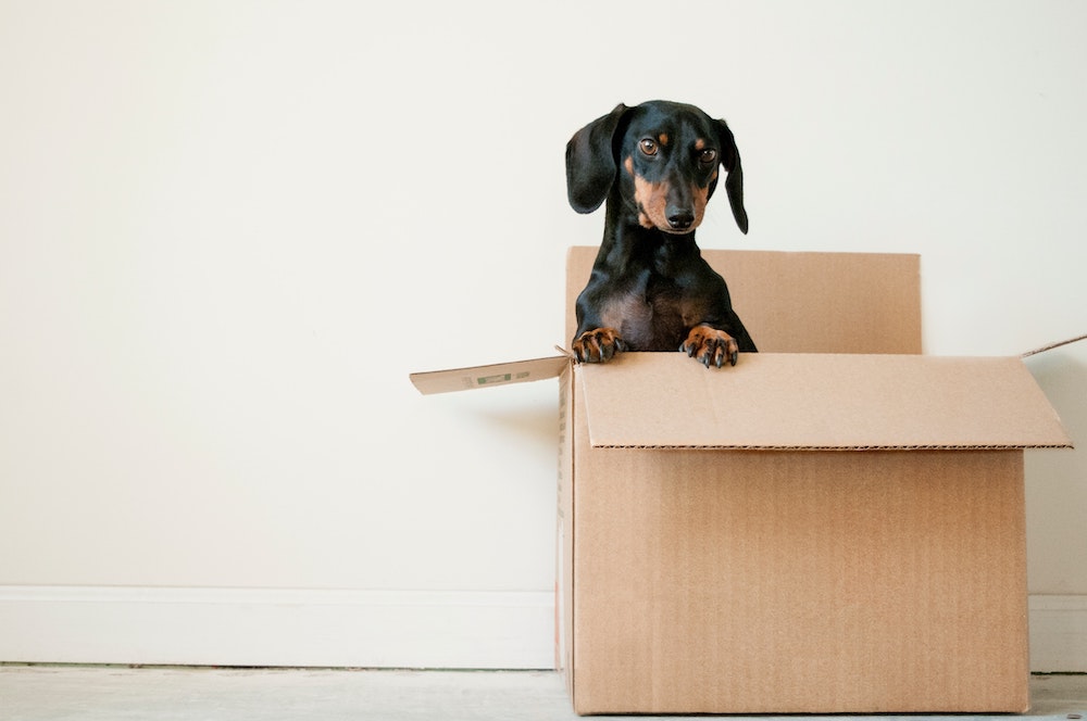 Small Friendly Dog Peeking Out The Top Of A Moving Box