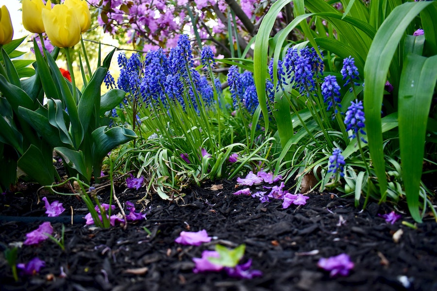 Mulch in a Garden With Flowers