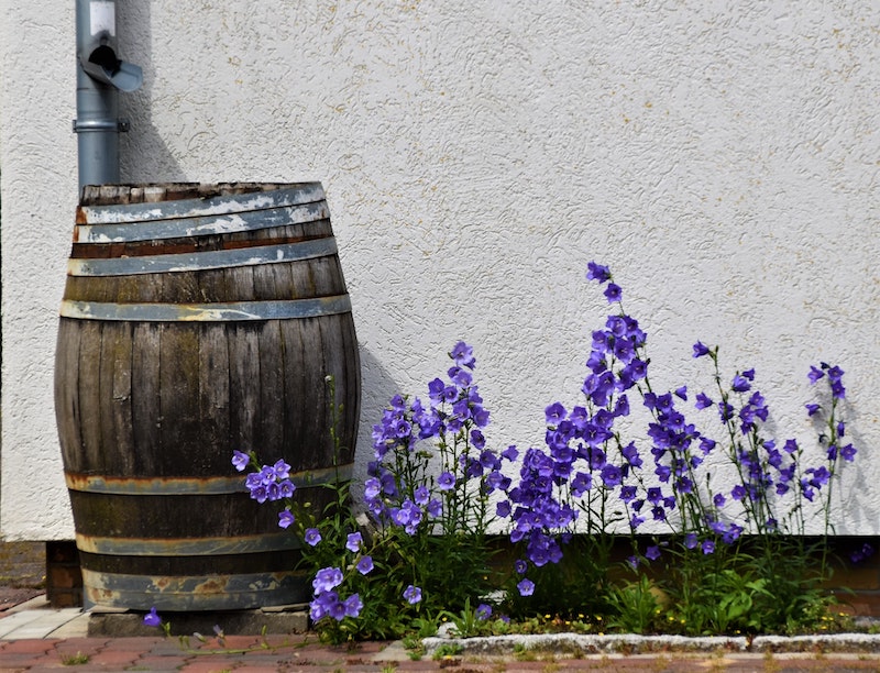 Rain Barrel Next to Flowers on the Side of a House
