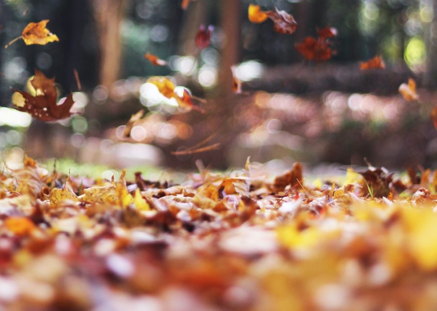 Leaves falling in the Autumn