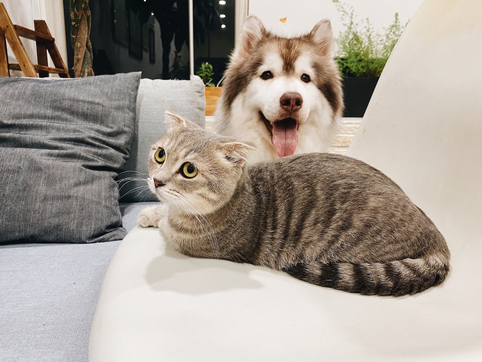 Cat and Dog Laying on Couch