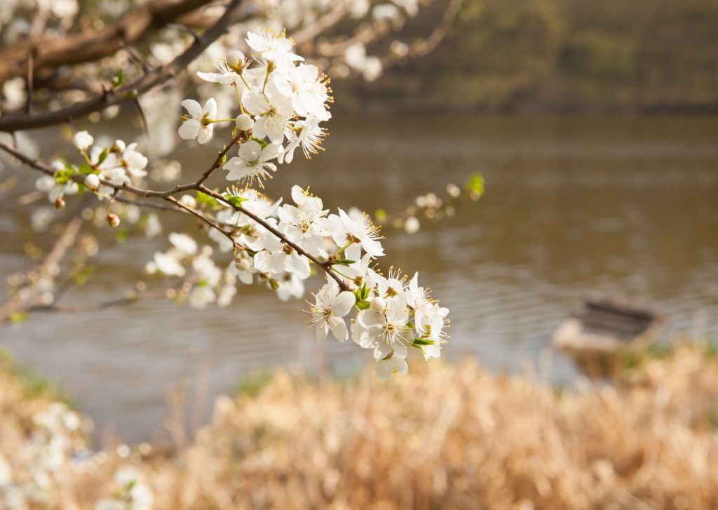 Close-up of white blossoms on a tree branch near a calm body of water, with dry grass and soft focus background.