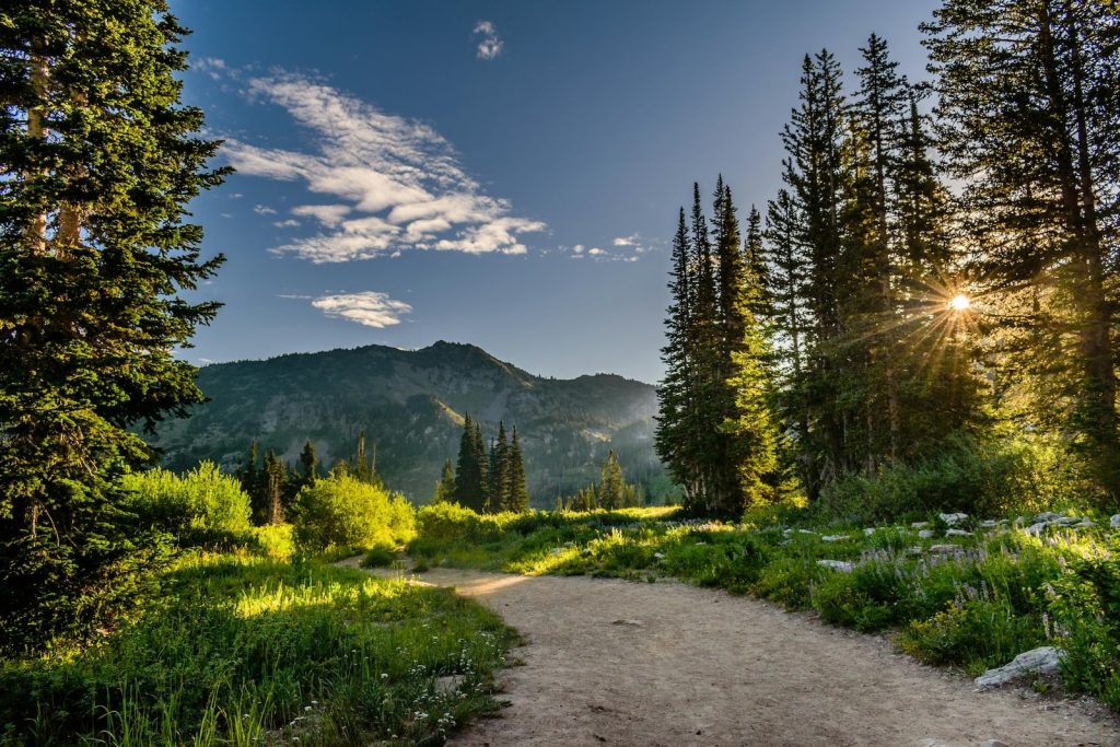 A dirt trail winds through a lush green forest with tall pine trees. Sunlight filters through the trees, casting a warm glow, and mountains rise in the background under a blue sky with scattered clouds.
