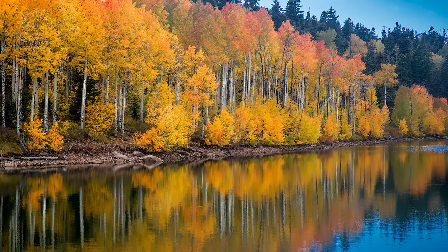Golden and orange autumn aspen trees lining a calm lake, with their bright colors mirrored in the still water below.