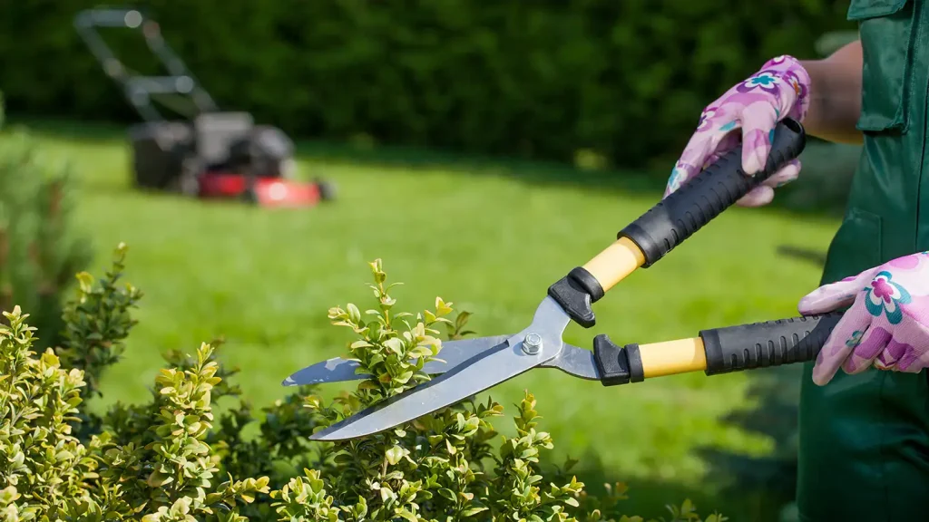 Gardener wearing pink floral gloves trimming a green hedge with large shears, with a red lawn mower on the grass behind.