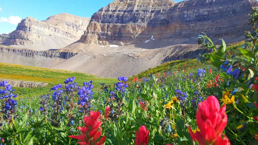 Alpine meadow filled with red Indian paintbrush, blue lupine, and yellow wildflowers beneath the rocky peak of Mount Timpanogos.